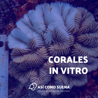 episode Corales in vitro artwork