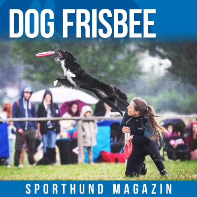 episode #11: Dog Frisbee artwork