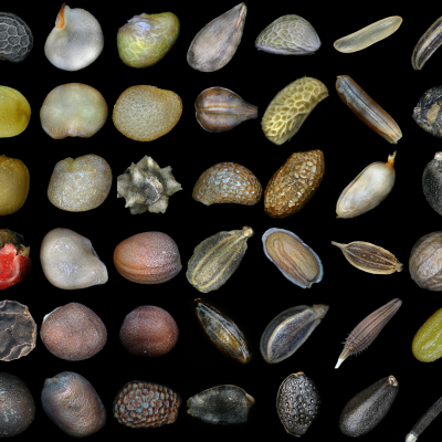 episode The Shocking True Story of the World's First Seed Bank—And The Scientists Who Sacrificed Their Lives to Save It artwork