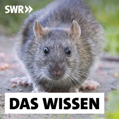 episode Ratten – Müssen wir sie wirklich bekämpfen? artwork