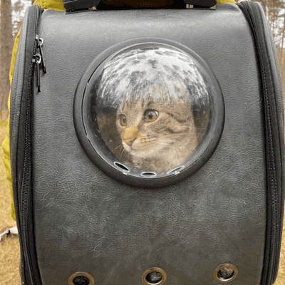 episode Binx, der Hund-Otter-Torwart-Kater by Stefano artwork