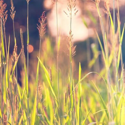 episode The Radiance Sutras: Be The Witness To Your Experience artwork