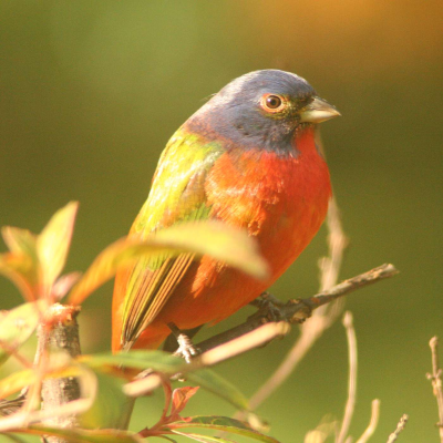 episode Episode 205: Native and Wild Florida Landscapes, Yellow-Crowned Night Herons, and Weeds That Aren't Weeds artwork