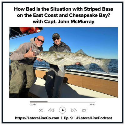 episode How Bad is the Situation with Striped Bass on the East Coast and Chesapeake Bay? with Capt. John McMurray of One More Cast Charters artwork