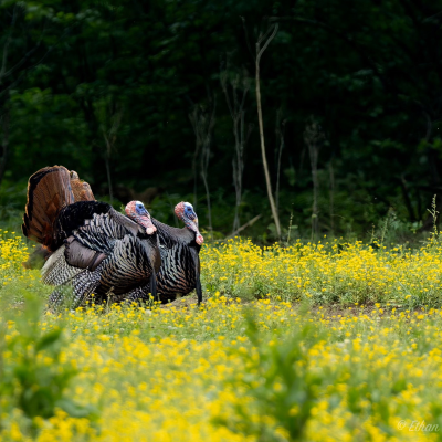 episode Impacts of Regenerative Food Plots on Wild Turkeys artwork