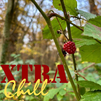 episode XtraChill 449 artwork