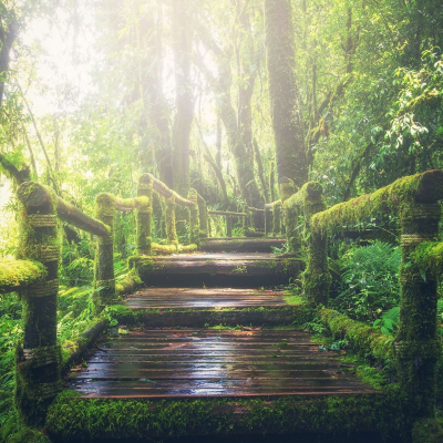 episode LLUVIA EN BOSQUE TROPICAL. Sonidos para Meditar, Relajarse y Dormir. artwork