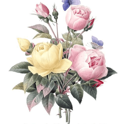 episode Reclaiming the rose artwork