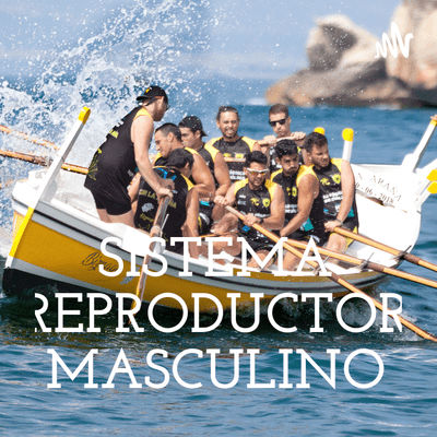 SISTEMA REPRODUCTOR MASCULINO