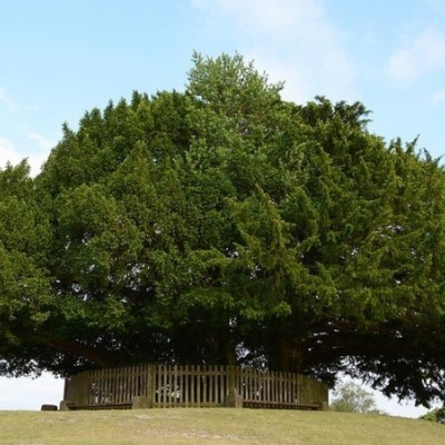 episode Why farmers are being warned about the dangers of the yew tree for livestock artwork