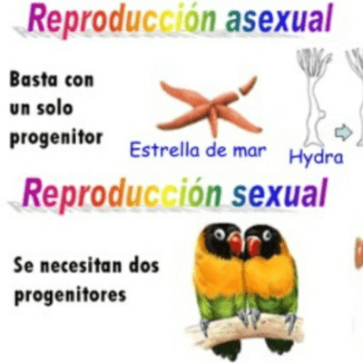 episode La reproduccion sexual y asexual artwork