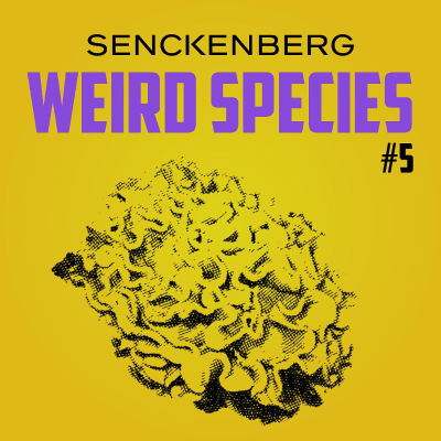 episode Weird Species #5: Deep sea brains – Xenophyophores artwork