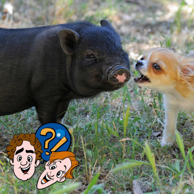 episode Können Tiere die Stimmen von anderen Tieren nachmachen? artwork