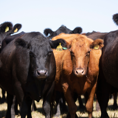 episode Let's Talk Livestock Risk Protection For Those Beef On Dairy Animals - Matt Ramsey | Purina Dairy Podcast artwork