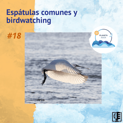 episode Espátulas comunes y birdwatching | Planeta Agua #18 artwork