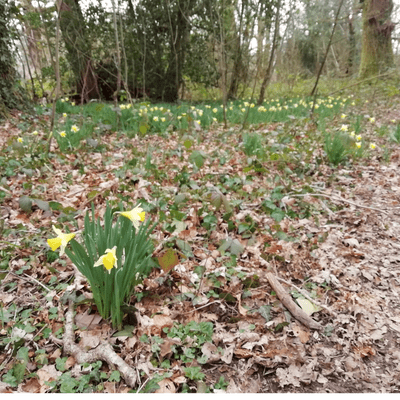 episode Sound Escape 7: a mistle thrush and friends greet a crisp March morning in a
Gwent woodland artwork