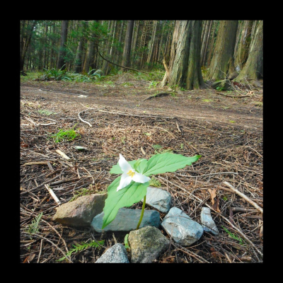 episode Forest Bathing artwork