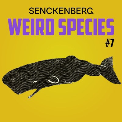 episode Weird Species #7: Sperm whales - Moby Dick's dark-skinned cousins artwork
