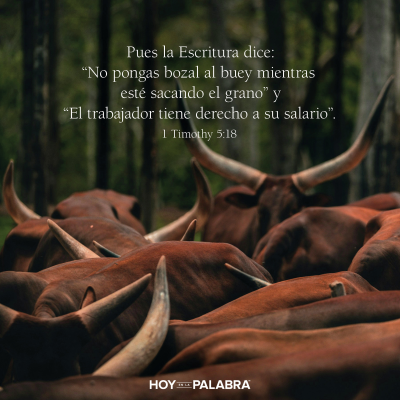 episode EL BUEY EMBOZADO artwork