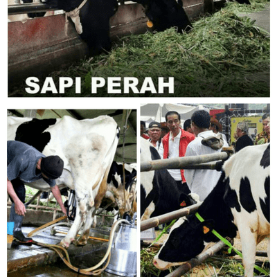 episode Peran Penyuluh dalam pengembangan usaha sapi perah didesa gunung perak kecamatan sinjai barat artwork
