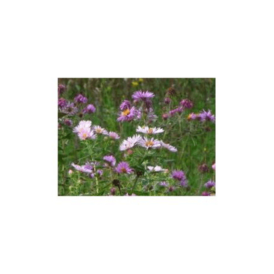 episode Green Scene - Lawns vs Native Plants and More artwork