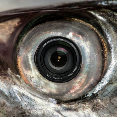 Ojo de Pez