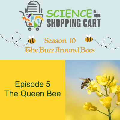 episode Season 10: The Buzz Around Bees | Episode 5: The Queen Bee artwork