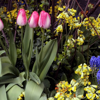 episode Om blommor kunde tala – historier från trädgårdens spirande vårgrönska artwork