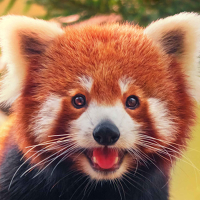 episode Endangered Species – an Interview with an NDP MP artwork