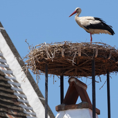 episode Storkarnas egen stad – och vad gammalt pollen kan berätta artwork