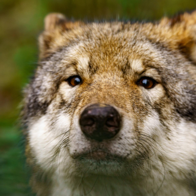 episode Schutz oder Abschuss - Das große Missverständnis Wolf artwork