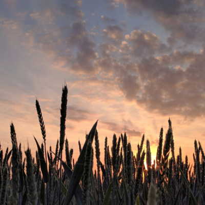 episode « Le règne de Dieu est au milieu de vous » (Lc 17, 20-25) artwork