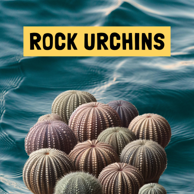 episode «Rock Urchins» - En ganske vanlig episode artwork