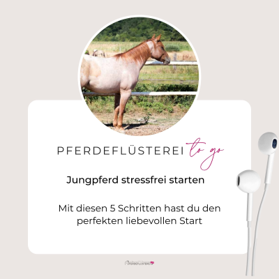 episode Jungpferd stressfrei starten artwork