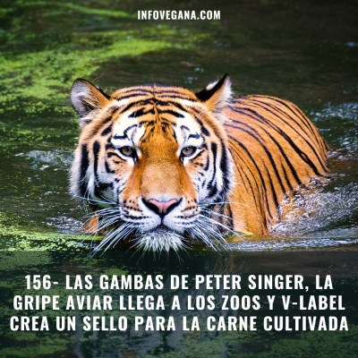 episode 156- LAS GAMBAS DE PETER SINGER, LA GRIPE AVIAR LLEGA A LOS ZOOS Y V-LABEL CREA UN SELLO PARA LA CARNE CULTIVADA | Infov artwork