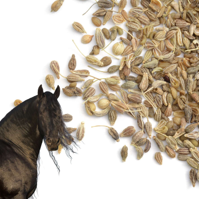 episode Love Aniseed To Help Your Horse's Health Naturally artwork