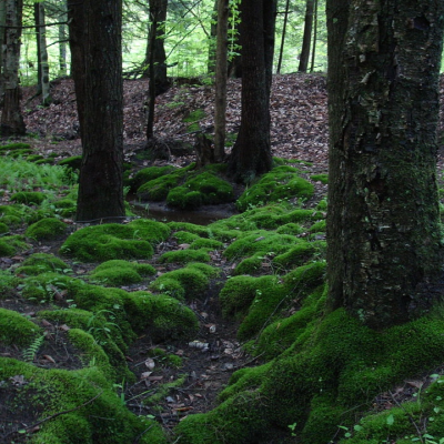 episode 1766 - El musgo que resistió 11 meses expuesto al vacío del espacio y más... artwork