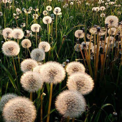 episode PLAYGROUND SHOW #824 w/ Petko (Dandelions) artwork