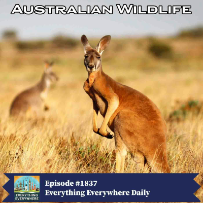 episode Australian Wildlife artwork