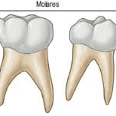 episode Primeiro e segundo molar superior artwork