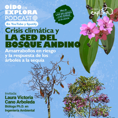 episode Amarrabollo en riesgo | Crisis climática, sequía y bosques andinos artwork