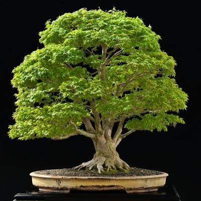 episode The living art of Bonsai artwork