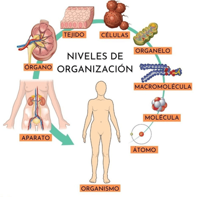 Niveles De Organización Biologíca