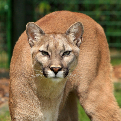 episode Episode 409: The 1996 British Columbia Mountain Lion Attack artwork