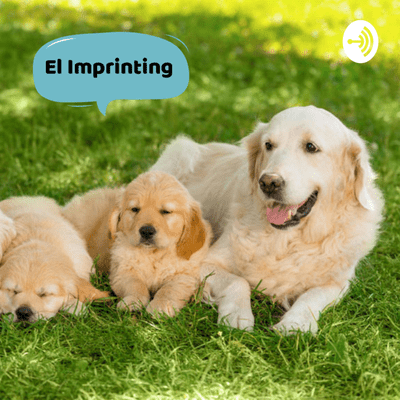 Etapa de imprintig en perros