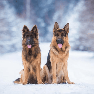 episode German Shepherd artwork
