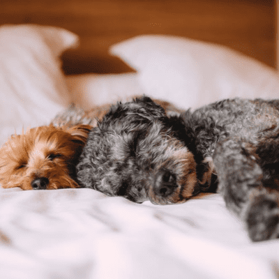 episode 4 Great Breeds for First-Time Dog Owners artwork
