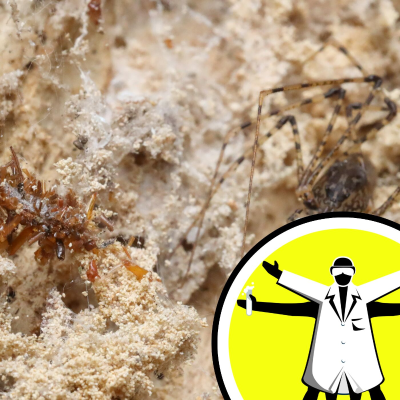 episode Malaria fight in jeopardy, and bone collecting caterpillars artwork