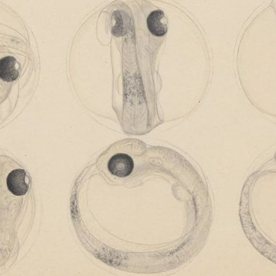 episode Om havøkonomien artwork