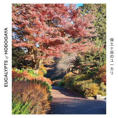 episode Behind Eucalypts of Hodogaya: A Landscape of Reconciliation artwork